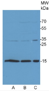 COXIIb | Algal Cytochrome oxidase subunit II b in the group Antibodies Plant/Algal / Mitochondria | Respiration at Agrisera AB (Antibodies for research) (AS06 151)